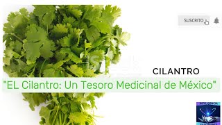 quotEl Cilantro Un Tesoro Medicinal de México que Debes Conocerquotparati shortsfeed cilantro shorts [upl. by Eecyac]