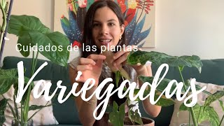 Cuidados de las plantas variegadas por qué pierden la variegación y cómo recuperarla [upl. by Adnamal]