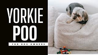 The Yorkie Poo Complete Breed Guide Size Pros amp Cons Health Issues [upl. by Ilatfan25]