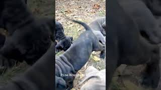 💙 🖤 🤎 neapolitanmastiff mastiffpuppies mastiffs canecorso boerboelpuppies puppieshorts [upl. by Gorman819]