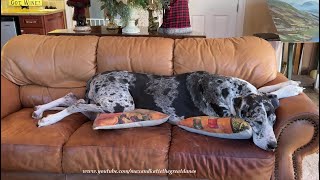 Comfy Great Dane Therapy Dog Loves To Stretch Out On The Sofa [upl. by Garbe]