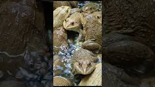 Master Frog Care in Just 5 Minutes a Day 6 [upl. by Tullusus]