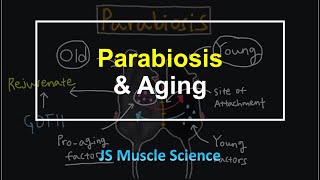 Parabiosis amp Aging  JS Muscle Science [upl. by Edithe]