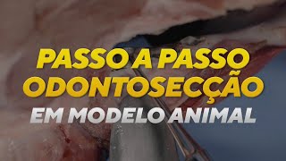 Como realizar a odontosecção Demonstração em modelo animal [upl. by Lleira]