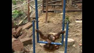 Baby orang utan hits his face [upl. by Wind]