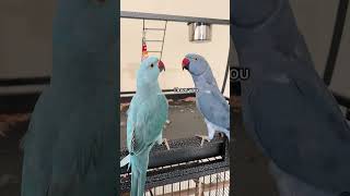 foryou funny parrot parrots [upl. by Esinek]