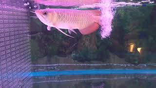 SUPER RED AROWANA LOCAL BREED MALAYSIA [upl. by Kcor]