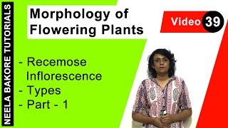 Morphology of Flowering Plants  NEET  Recemose Inflorescence  Types  Part  1  Neela Bakore [upl. by Lucian891]