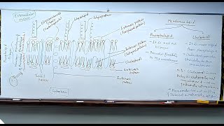 Cell Biology  Membrane Structure  fluid Mosaic Model  11th biology Allen classroom [upl. by Crystie]