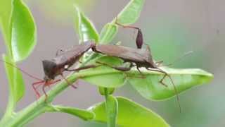 Stink Bugs Mating Bugged By Bugs [upl. by Myrah]