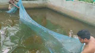 Sample netting of roopchandi and tilapia fish from Biofloc tank [upl. by Ordnajela750]