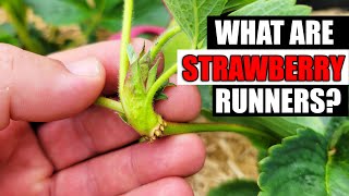 Strawberry Runners Explained  Garden Quickie Episode 76 [upl. by Yotal]