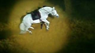 White Lusitano Stallion At quot Apassionata Hommage quot [upl. by Uht]