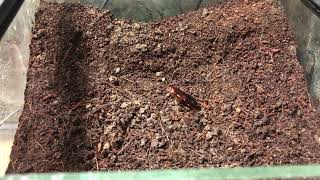 Liphistius ornatus eating a red runner roach  Trapdoor spider [upl. by Tymothy]