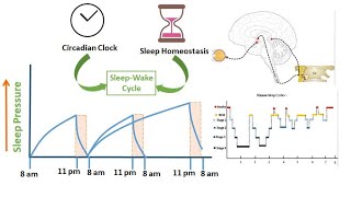 Introduction of Sleep  Wake Cycle l Sleep Homeostasis l Circadian Rhythm l Neurobiology of Sleep [upl. by Fortna]