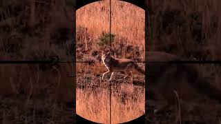 coyote hunting with sniper rifle coyote hunting huntingsniper shorts shortvideo animals [upl. by Aiehtela]