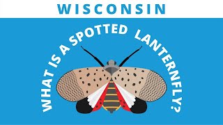 Spotted Lanternfly Overview [upl. by Treble]