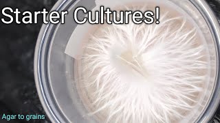 Starter cultures inoculation [upl. by Oguh796]