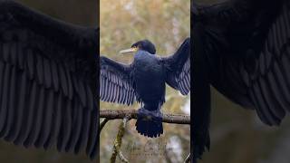 Cormorants Beautiful Birds🦅 Canon R7  400mm f56L USM photography birds canon [upl. by Nalrah99]