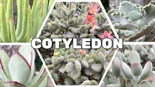 5 Suculentas fascinantes del género Cotyledon [upl. by Innos936]