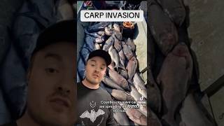 Carp invasion starving the Mississippi River Part 1 invasive fish wildlife science environment [upl. by Vitkun288]