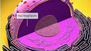 Nucleoplasm [upl. by Anawed]