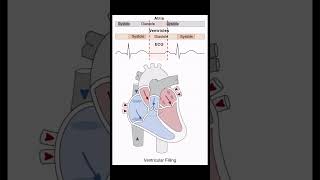 Heart Systole  Diastole biology nursing mbbs heart [upl. by Noiramaj]