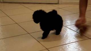 Black Female Toy Poodle Pups [upl. by Yrffoeg]