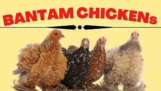 Bantam Chickens Breeds Small and miniature Chicken Breeds [upl. by Ahsok]