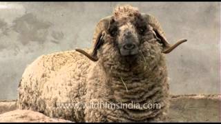 Wool on four legs  a big sheep [upl. by Toddie453]