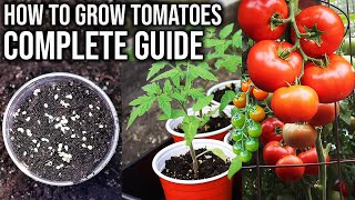 How to Grow Tomatoes from Seed to Harvest  COMPLETE GUIDE [upl. by Gayner]