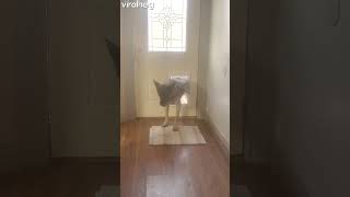 WATCH This dog brought a deer friend home to the owner’s surprise shorts [upl. by Jairia]