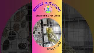 Breeding Exhibition Cross Budgies English Budgies X Australian Budgie exhibitionbudgerigar budgie [upl. by Aihtibat]