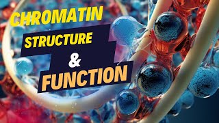 Chromatin Structure and Function [upl. by Earla]