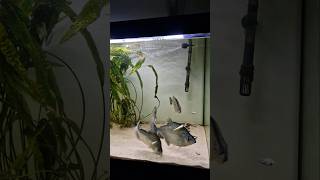 Serrasalmus Geryi Rhombeus feeding hunting eating food aquarium piranha fish cooking fish [upl. by Derinna]