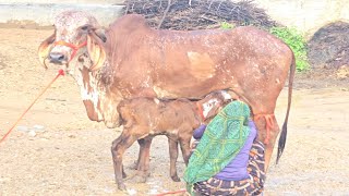 2 teeth 1st lactioan top quality gir male calf cow 12 litar par day milk kepisiti mo no 7568472113 [upl. by Sunshine]