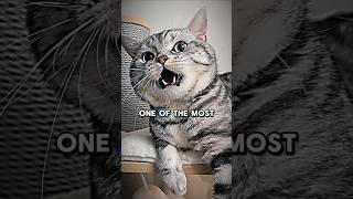 American Shorthair Cat Facts shorts ytshorts youtubeshorts trending cat [upl. by Lesde]