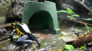 Dendrobates Tinctorius Feeding [upl. by Anuaek532]