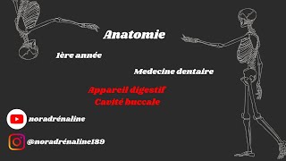 appareil digestif 1 Anatomie شرح بالدارجة [upl. by Dimitry991]