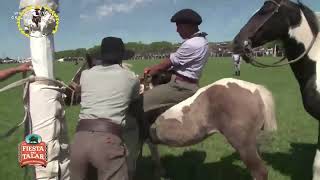 Monta de petisos en El talar 2024 caballos jinete charreada jaripeo rodeoCowboy horse videos [upl. by Adnilav198]