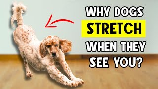 Does Your Dog Stretch When They See You 🚩 THIS Is What It Really Means 🐕 [upl. by Belden]