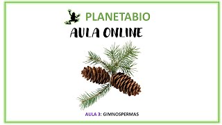 Aula 3  online  As Gimnospermas [upl. by Sommer]