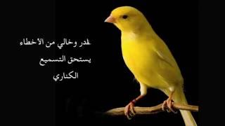 Chant Canari Super Pour lécolage des jeunes  من أجمل تغاريد طائر الكناري لتسميع الفراخ [upl. by Rento995]