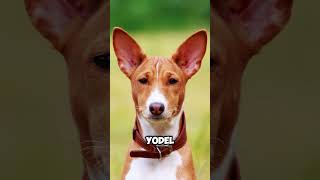 Basenji Dog Breed shorts trending [upl. by Peti]