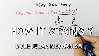 How It Stains  Molecular Mechanism of Gram Staining [upl. by Acinorehs958]