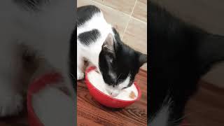 Cute Cat Jupiter  Yasmins free time  37 shorts youtubeshorts cat love [upl. by Loftis]