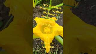 July 3rd Giant Pumpkin Update Can we hit 1000 lbs this year atlanticgiant gardening pumpkins [upl. by Adriane686]