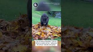 Musk Ox Calf Enjoys First Fall by Frolicking in Leaves [upl. by Manup]