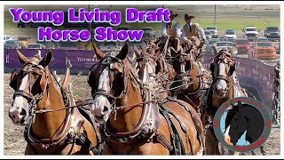 2024 Draft Horse Show at Young Living Farm Utah Percheron Shire Belgian Clydesdale essential oils [upl. by Anyar603]