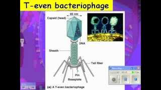 2013 HN virus 02 lytic and lysogenic cycles [upl. by Genisia]